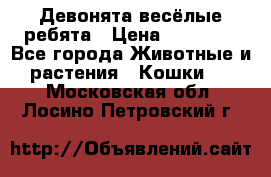 Девонята весёлые ребята › Цена ­ 25 000 - Все города Животные и растения » Кошки   . Московская обл.,Лосино-Петровский г.